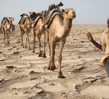 22abr2013---homem-puxa-camelos-pela-depressao-de-danakil-na-etiopia-um-dos-lugares-mais-quentes-do-planeta-1444424077775_956x500