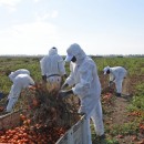 agricultores_exploracao