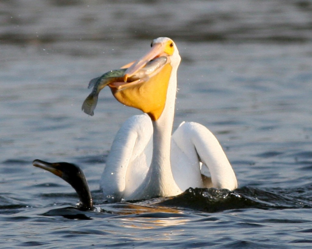 americanpelican