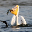 americanpelican