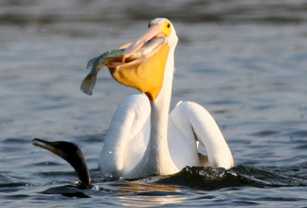 americanpelican