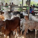 criacao-de-gado-roraima