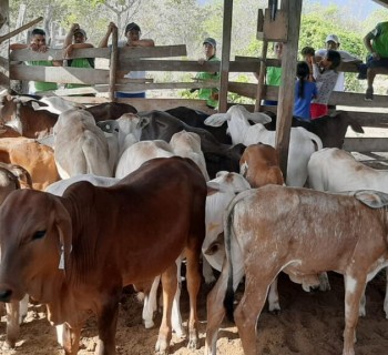 criacao-de-gado-roraima