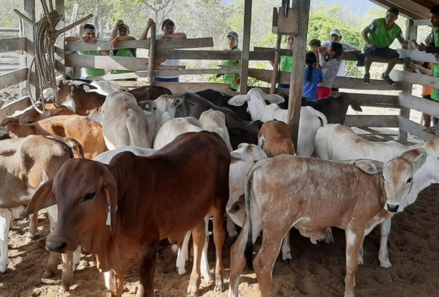 criacao-de-gado-roraima