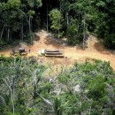 Retirada de madeira ilegal na Terra Indígena Karipuna, registrada em 2019. Foto: Chico Bata/Todos os Olhos na Amazônia