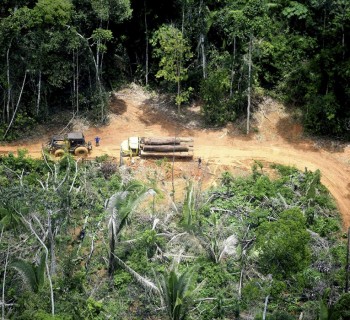 Retirada de madeira ilegal na Terra Indígena Karipuna, registrada em 2019. Foto: Chico Bata/Todos os Olhos na Amazônia