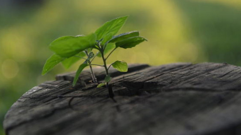 laudato-si-cuidado-meio-ambiente-fotoArquivo