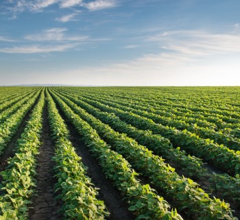 Soybean Field Rows in summer