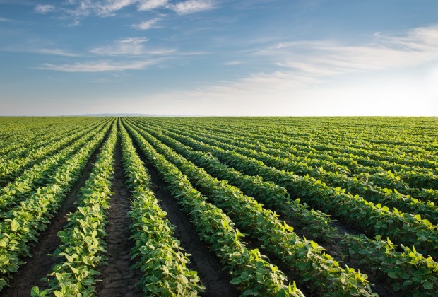 Soybean Field Rows in summer