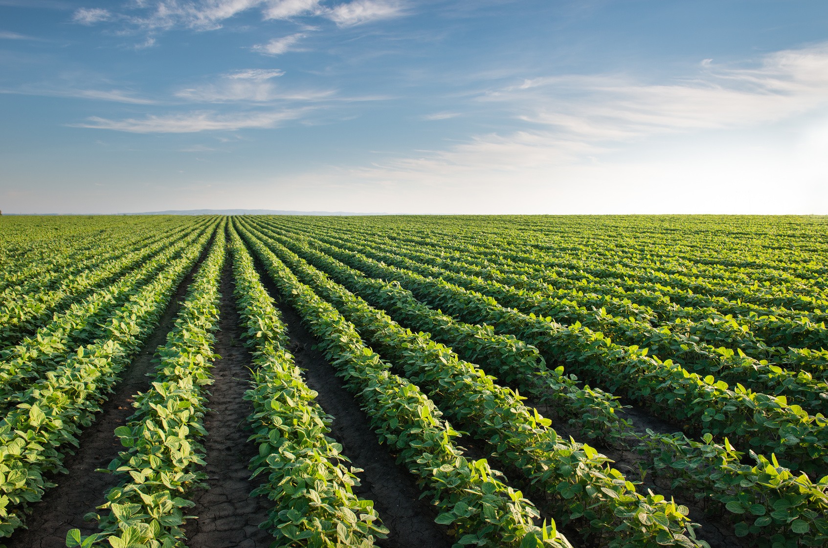 Soybean Field Rows in summer