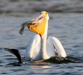 americanpelican