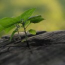 laudato-si-cuidado-meio-ambiente-fotoArquivo