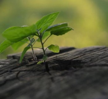 laudato-si-cuidado-meio-ambiente-fotoArquivo