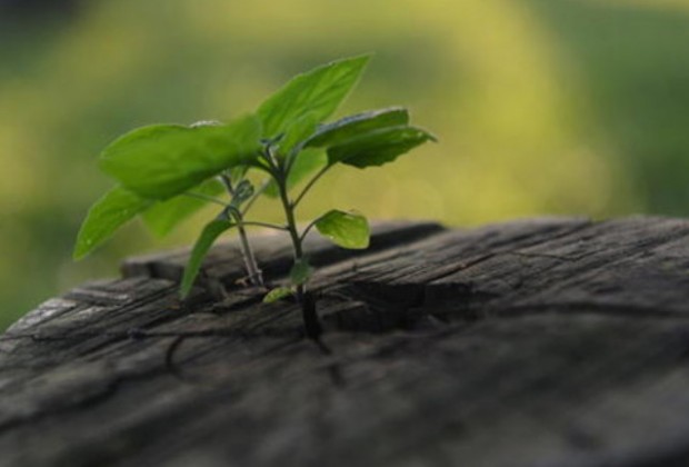 laudato-si-cuidado-meio-ambiente-fotoArquivo