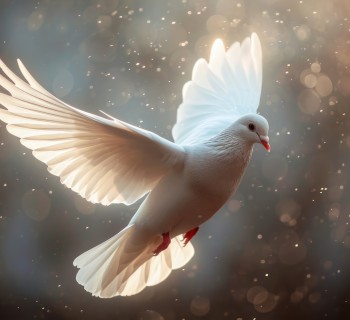 white dove with wings in the air.