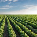 Soybean Field Rows in summer